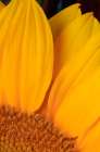 USA, Indiana, Carmel. Close-up of sunflower. Art Print